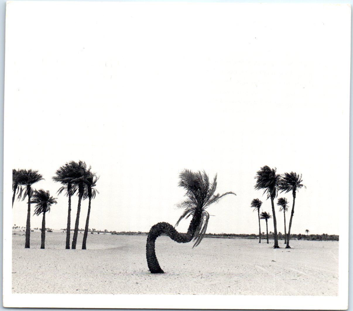 Postcard - Bernard Descamps: El Golea Sahara (1983)