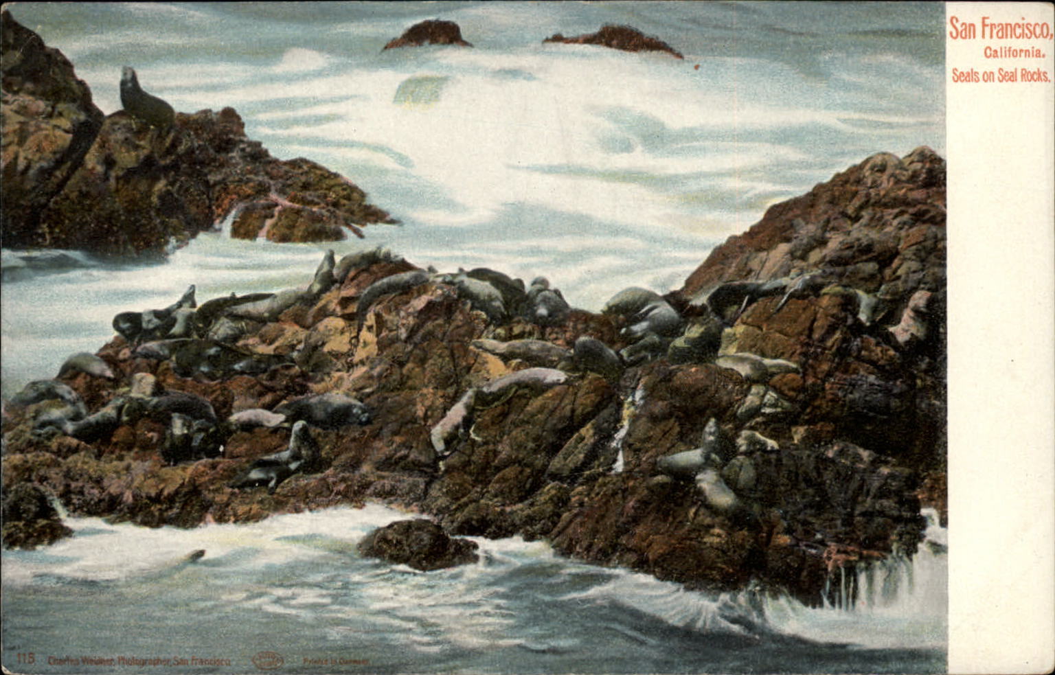 Seals on Seal Rocks San Francisco California ~ c1905 UDB Weidner postcard