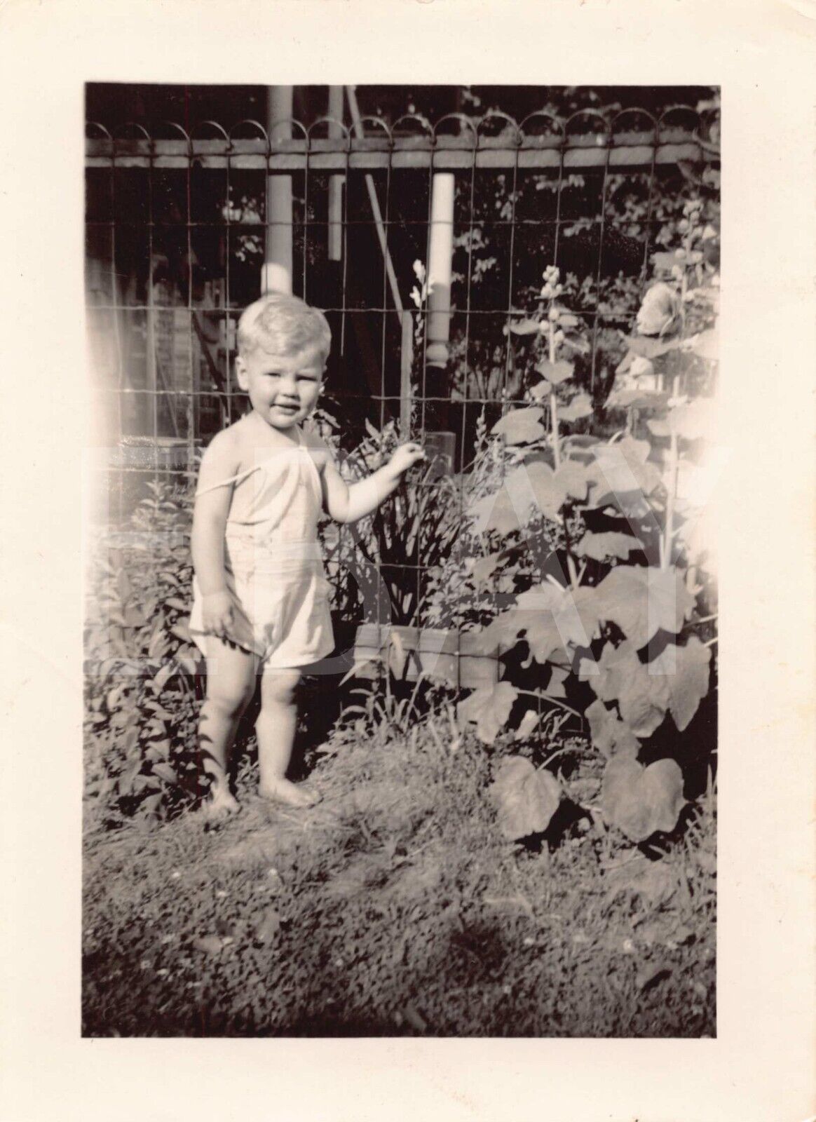 1930s Original Photo Baby Portrait In The Garden 1A5