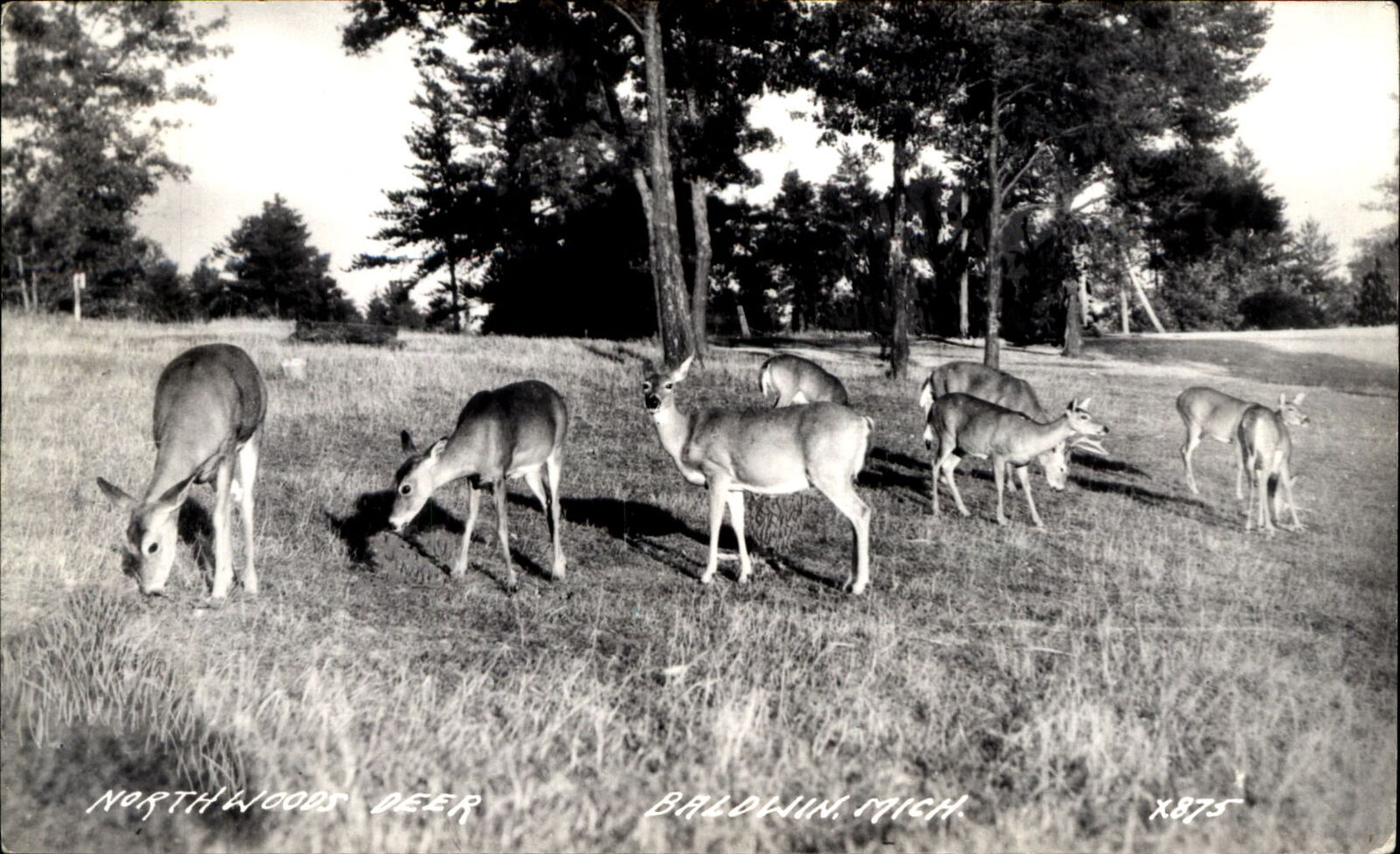 Northwoods Deer ~ Baldwin Michigan MI ~ RPPC real photo postcard