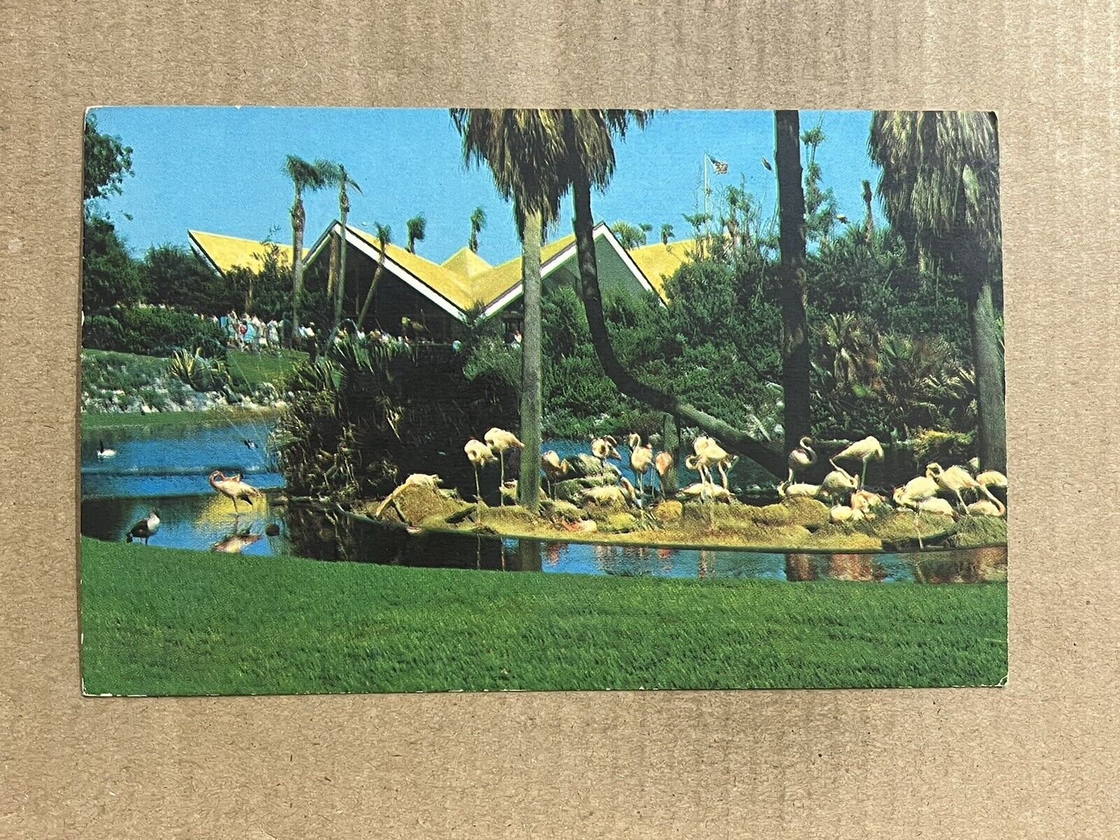 Postcard Tampa FL Florida Flamingos Busch Gardens Anheuser Busch Brewery