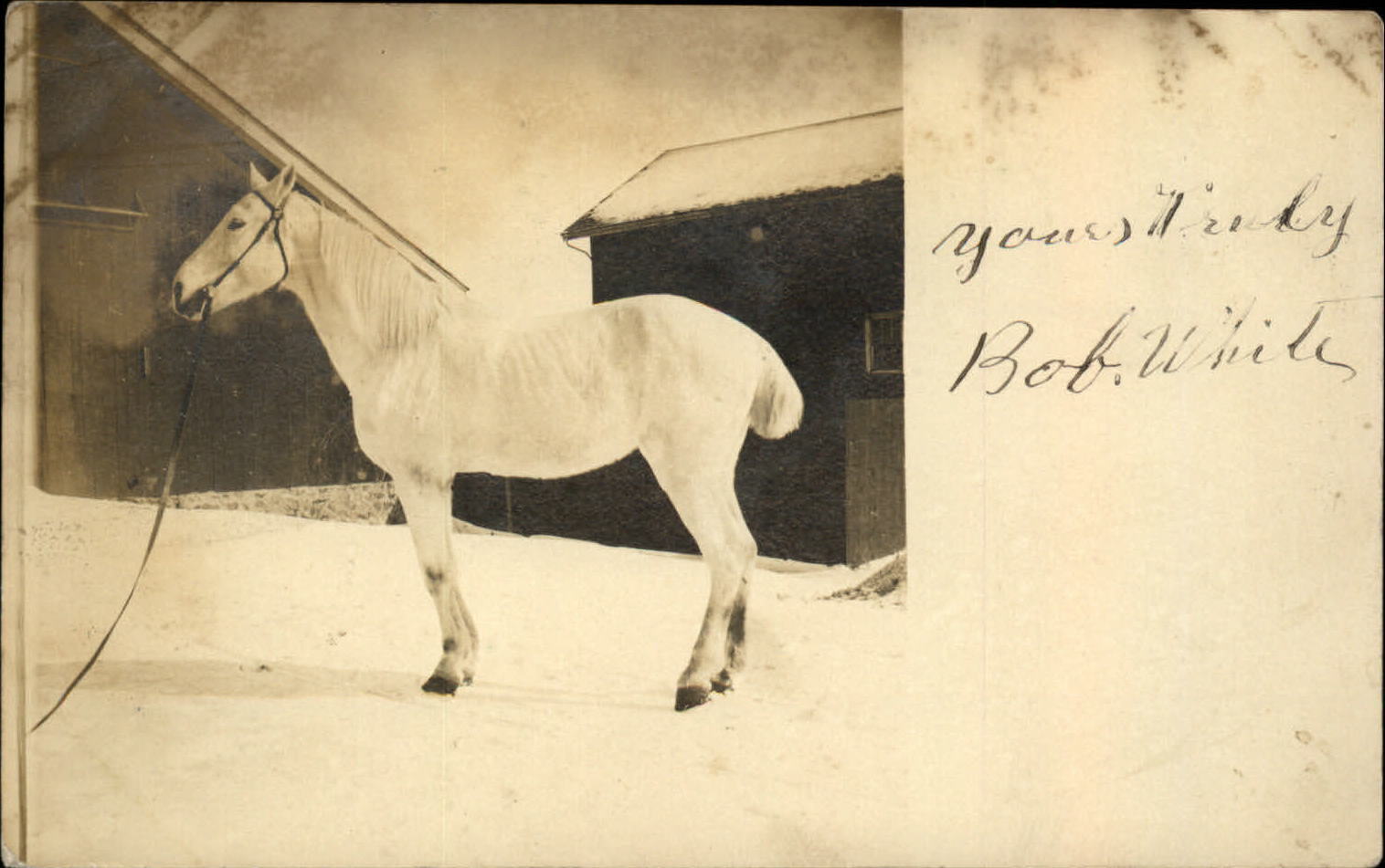 RPPC beautiful white bobtail horse cropped tail barn 1907-17 real photo postcard