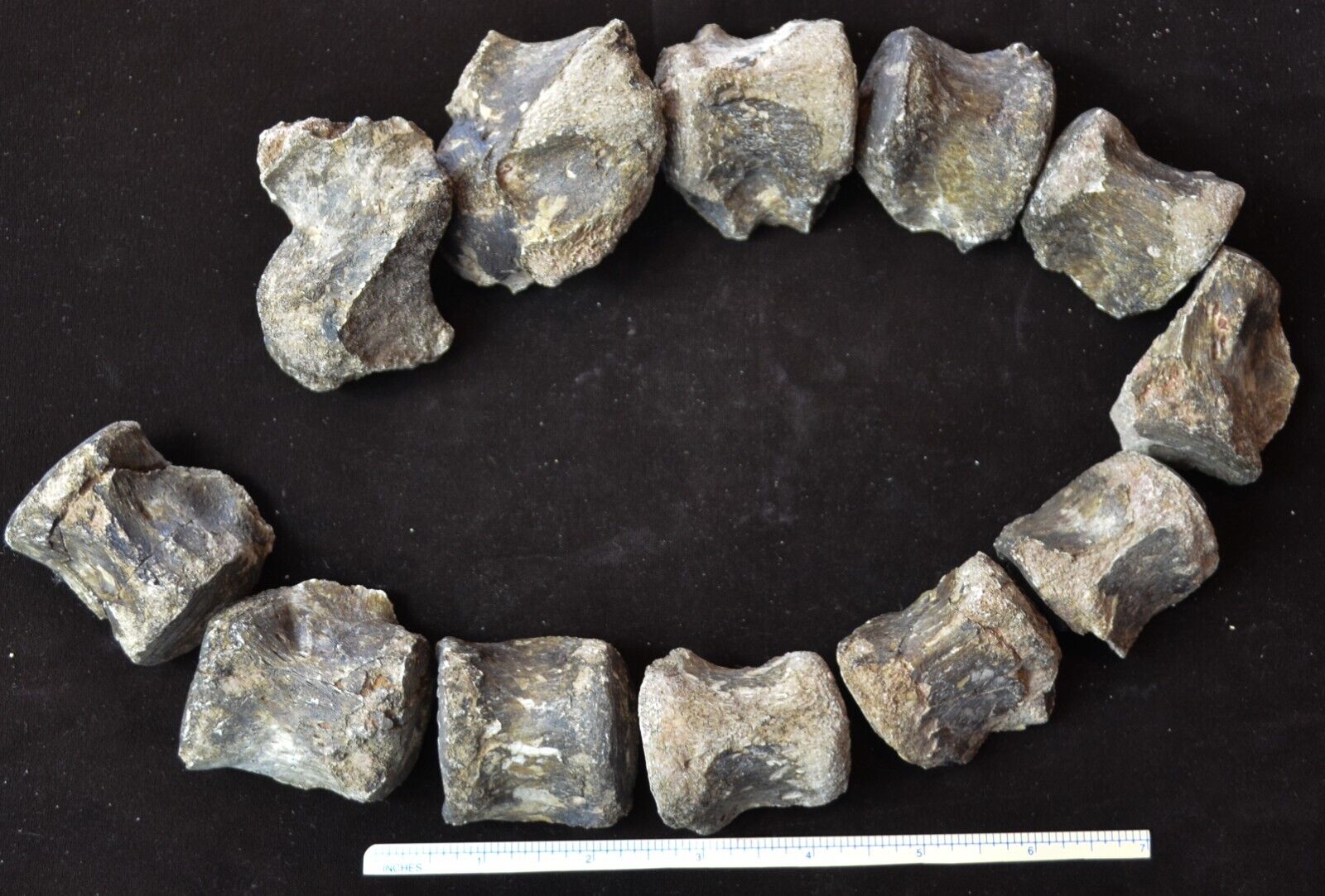 Subyracodon Associated Vertebrae, Fossils Early Large Rhinoceros, Badlands R1119