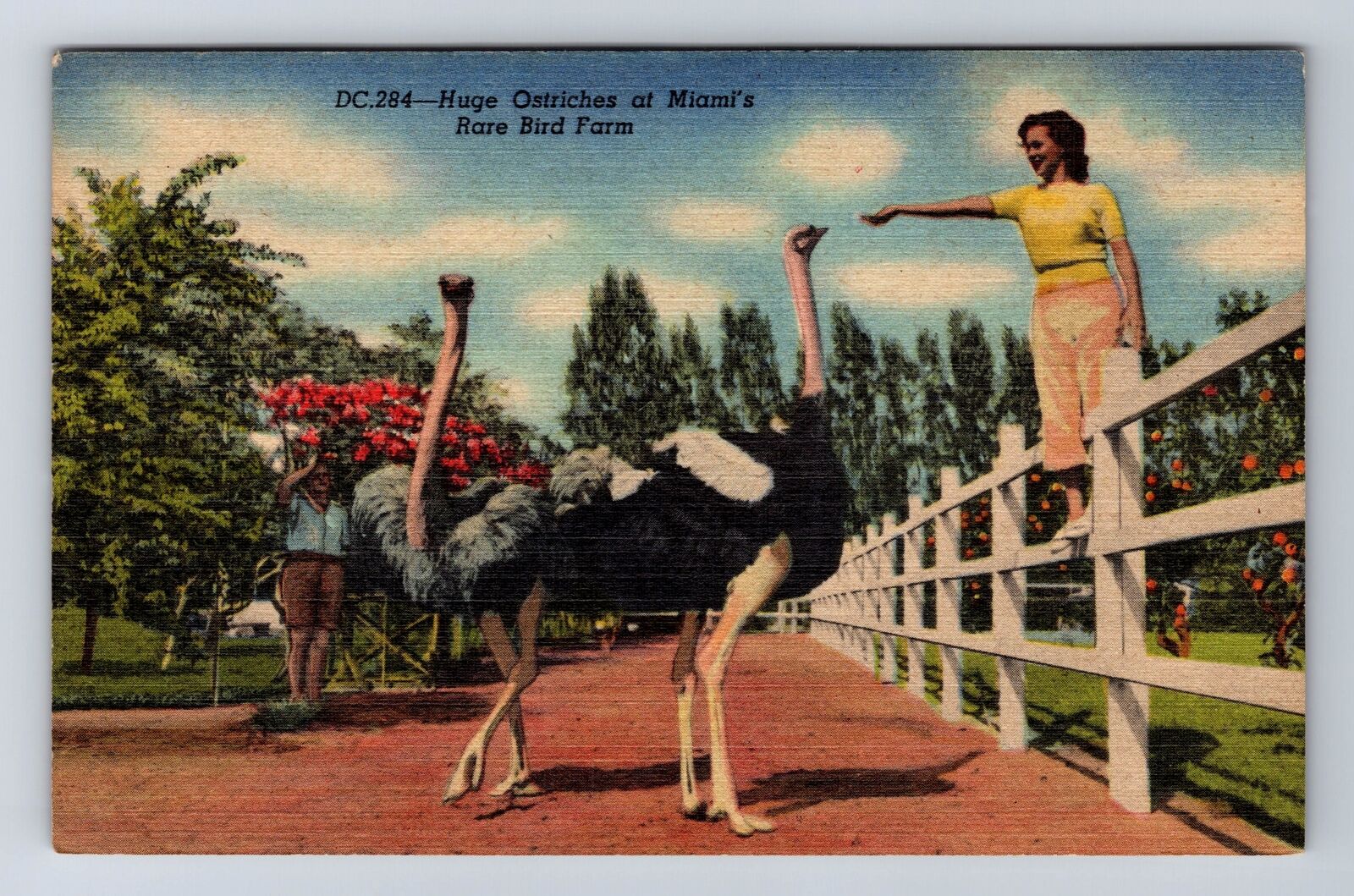 Miami, FL-Florida, Huge Ostriches At Miami\'s Rare Bird Farm, Vintage Postcard