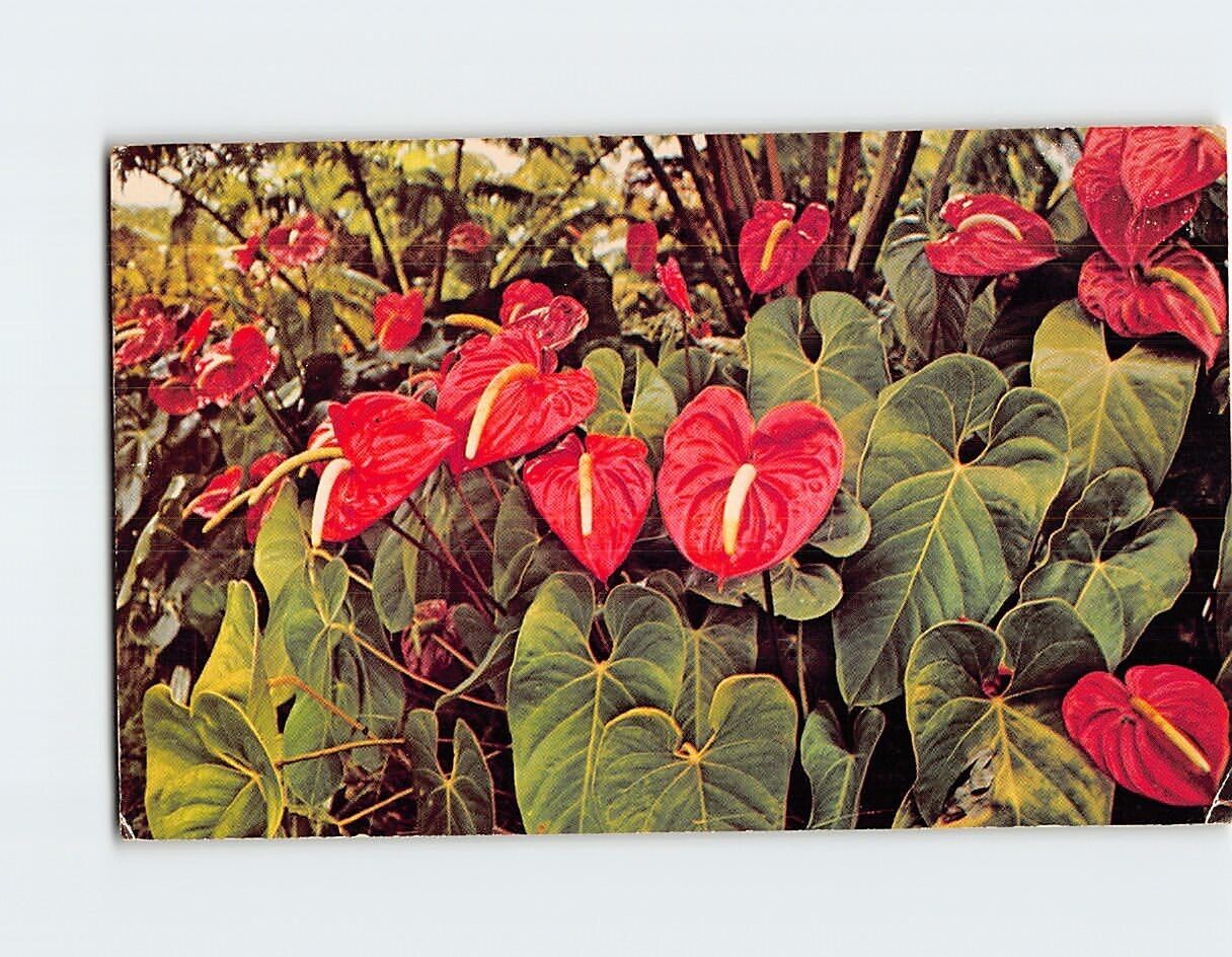 Postcard Red Anthuriums