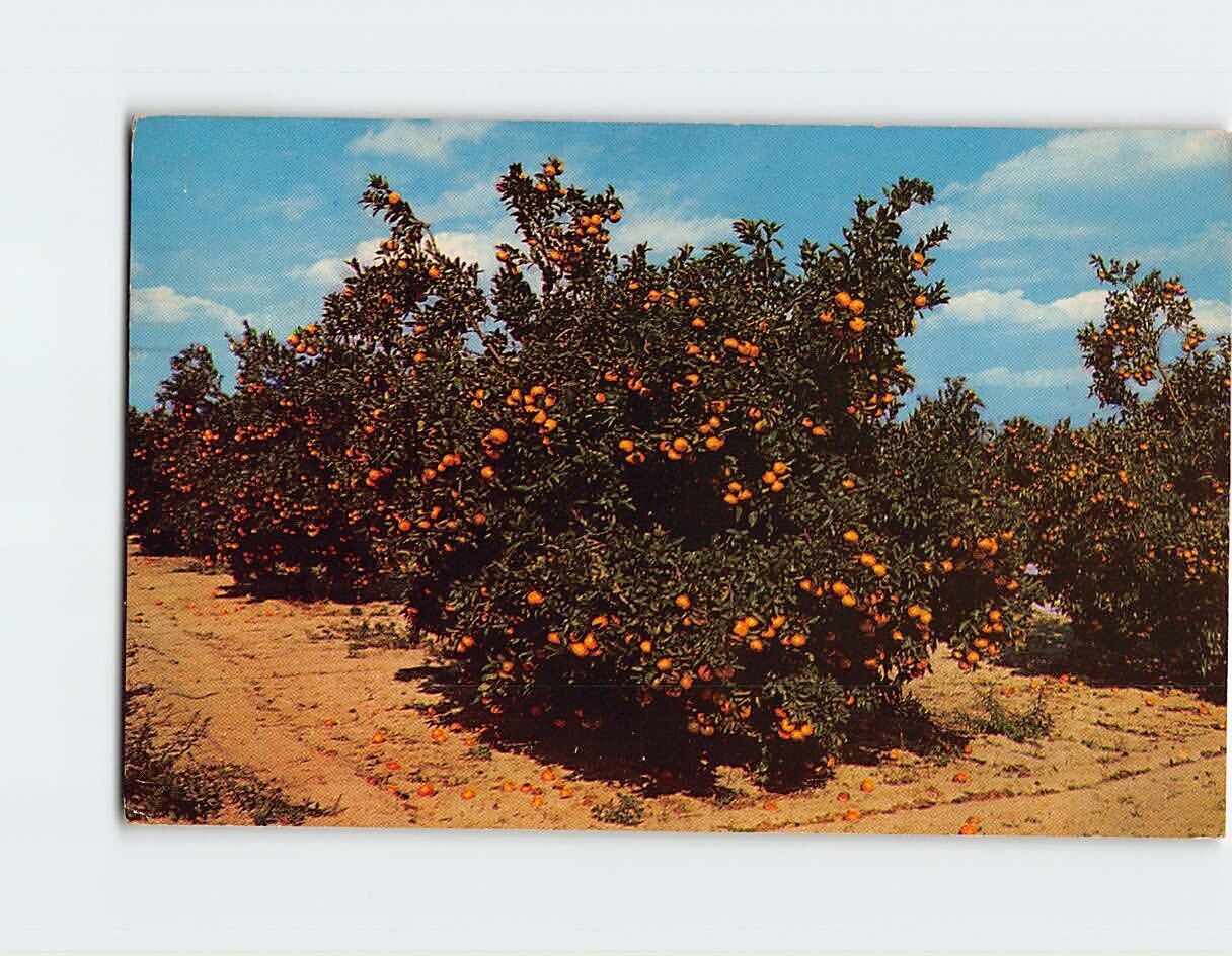 Postcard Beautiful Orange Groves in Central Florida