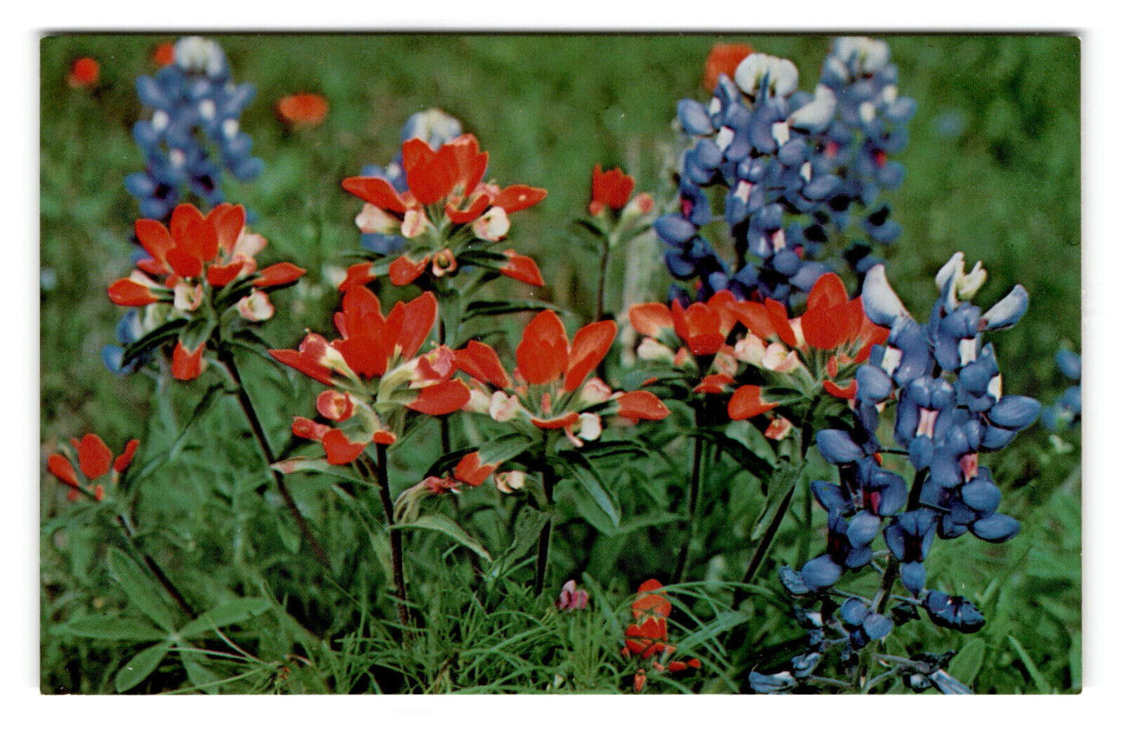Postcard - Bluebonnets, Texas State Flower - Unposted