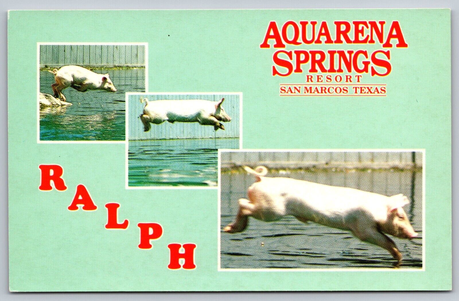 Postcard Ralph The Swimming Pig Aquarena Springs Resort San Marcos Texas A14