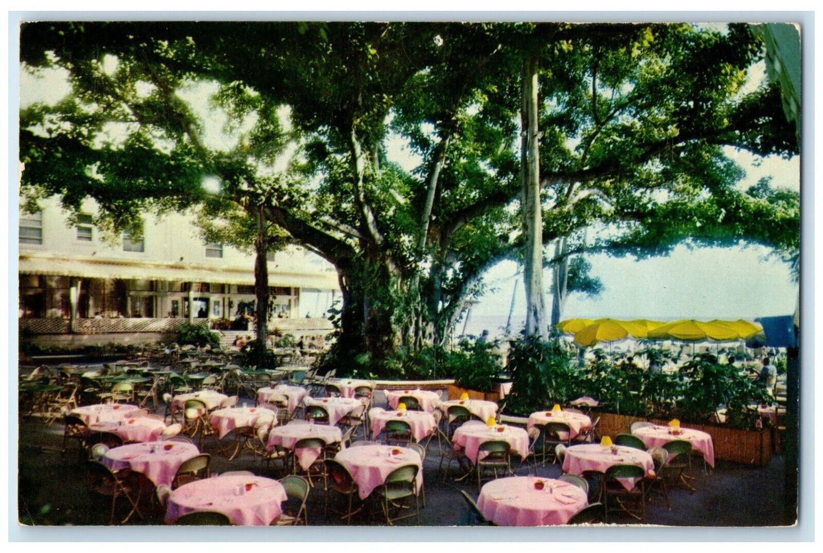 1960 Moana Hotel\'s World Famous Banyan Court Lanai Honolulu Hawaii HI Postcard