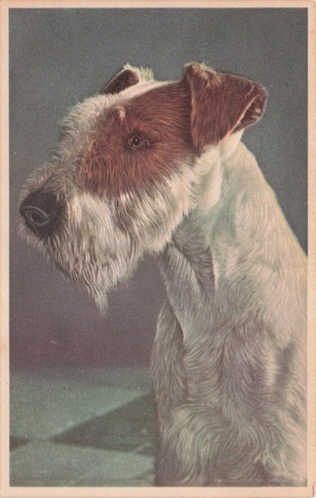 Artist Card Wirehair Fox Terrier Mainzer Vintage Postcard