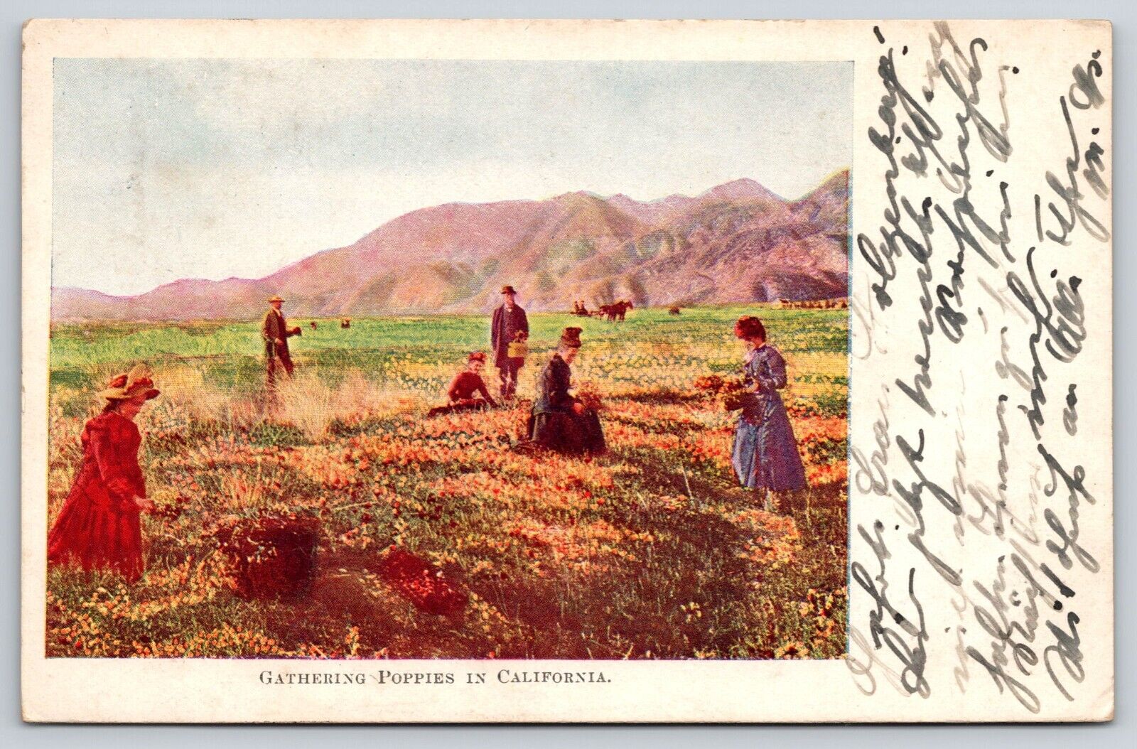 Gathering Poppies in California Postcard Flowers Ladies Horse Wagon Mountains