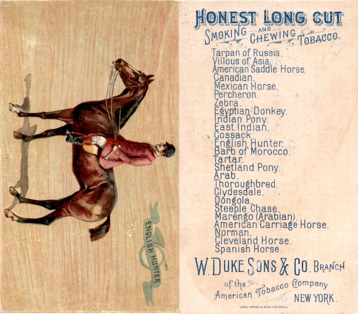 N101 Duke, Breeds of Horses, 1892, English Hunter