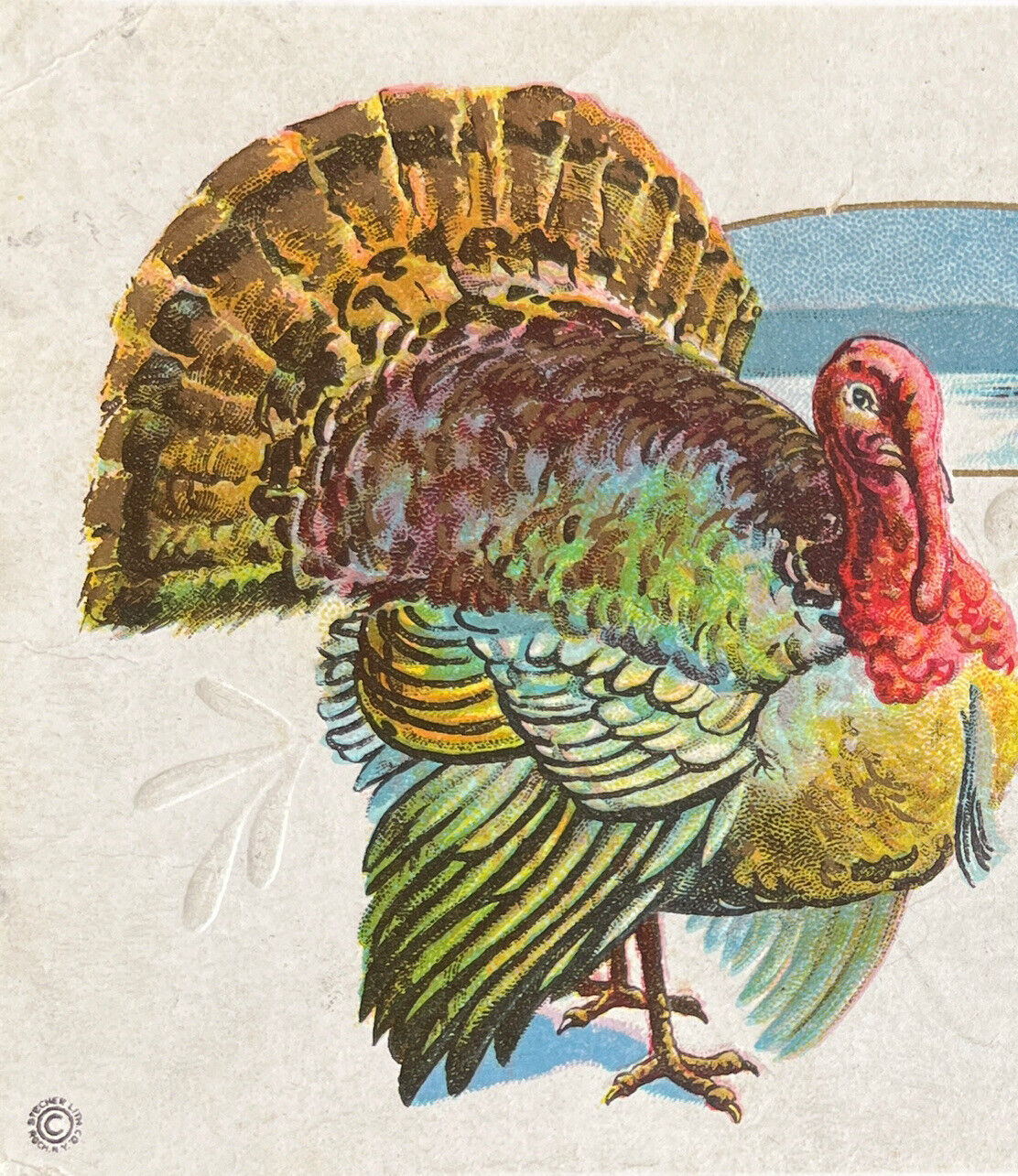 Antique Posted Thanksgiving Turkey 1900s Ephemera Embossed No Stamp Postcard SEE