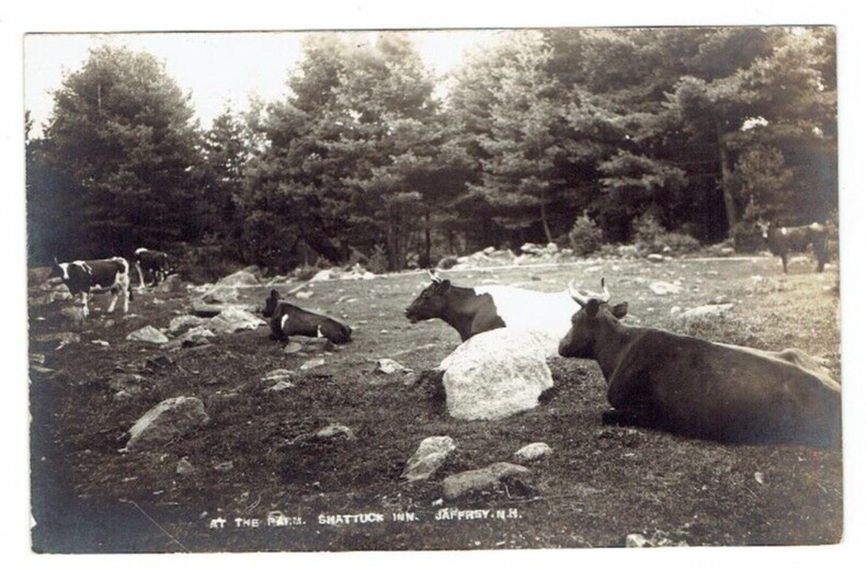 RPPC At the Farm Shattuck Inn Jaffrey New Hampshire NH Postcard Cows Unposted