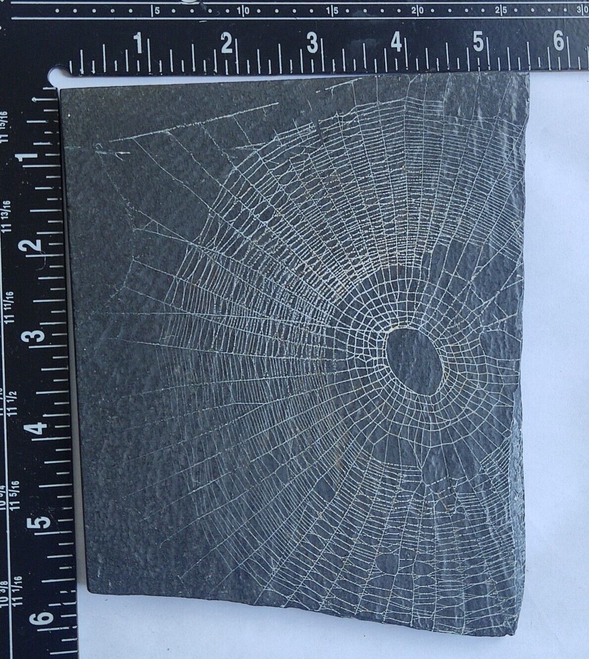 Spider web  Preserved On Stone USA 