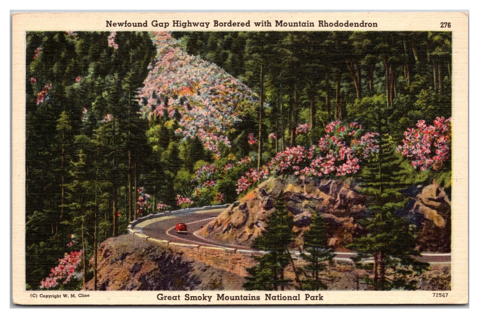 Newfound Gap Highway Bordered With Mountain Rhododendron