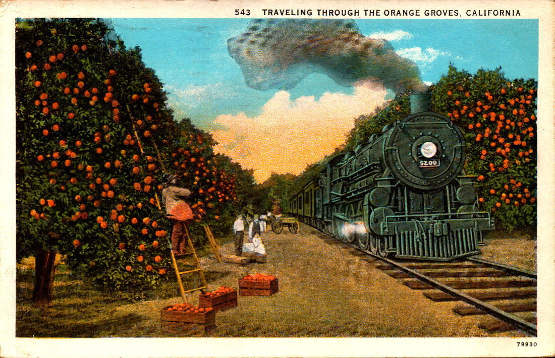 1930 Steam Train Travelling through Orange Groves California CA Postcard A1