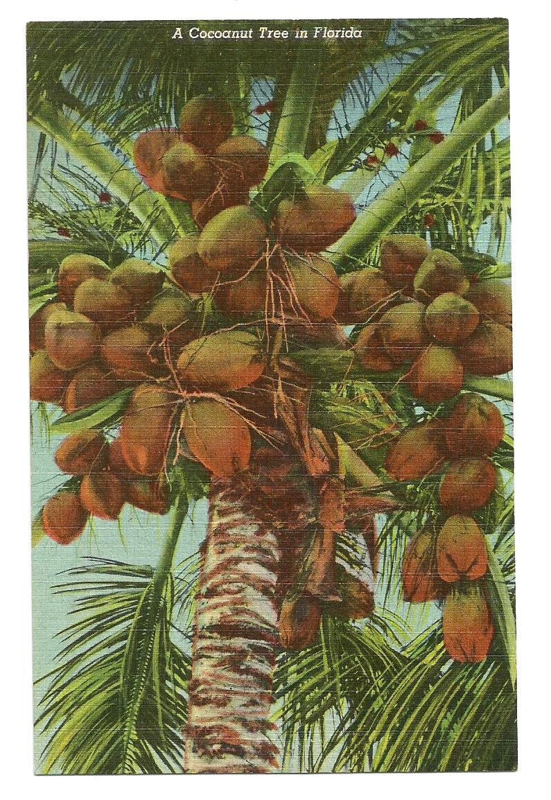 Coconut Tree Florida FL  Postcard Linen