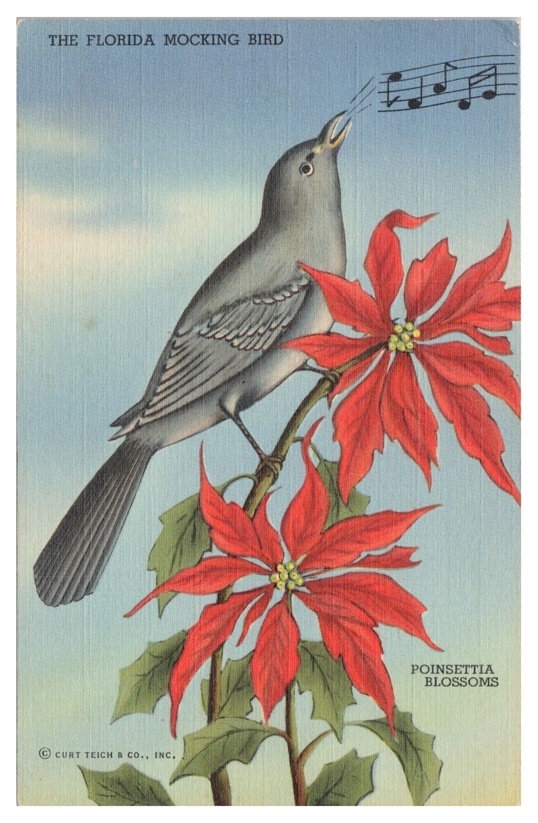Vintage The Florida Mocking Bird Postcard Curt Teich Unposted Linen