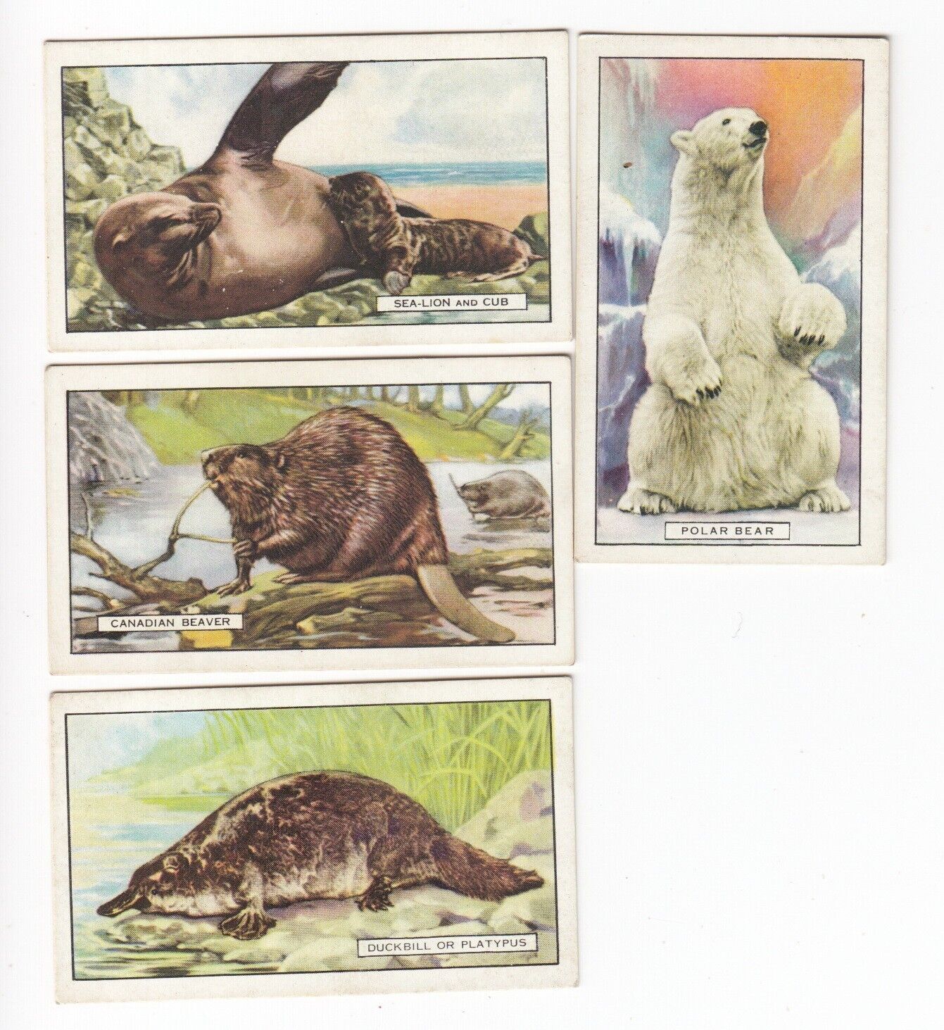 Four 1937 Wild Animal Cards SEA LION * POLAR BEAR * DUCKBILL PLATYPUS * BEAVER