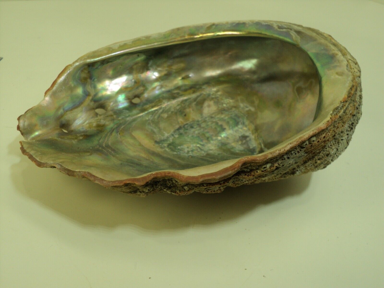 Large Abalone shell,7.5 inches by 6 inches. Very nice