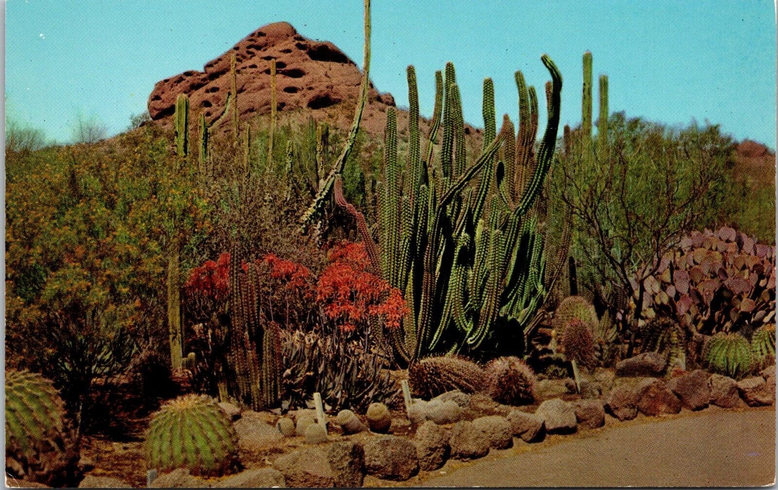 Desert Botanical Garden  Variety Of Cactus & Desert Plants Arizona [bv]