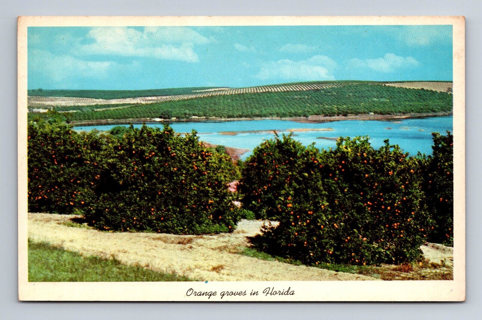 Lake Front Orange Groves in Florida Postcard