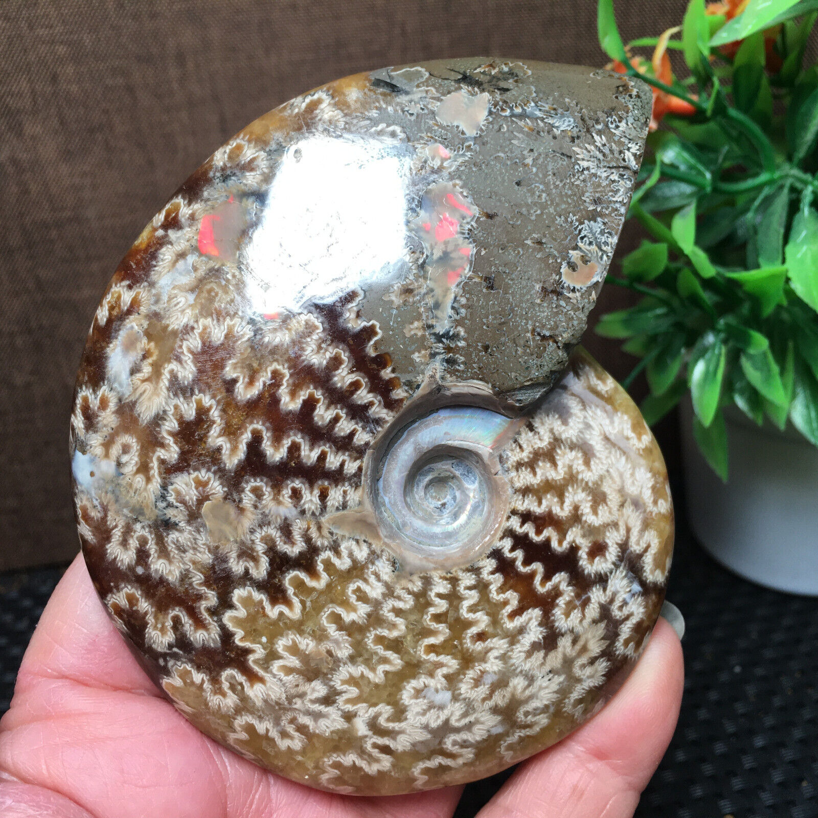 219g Natural polishing conch ammonite fossil specimens of Madagascar md479