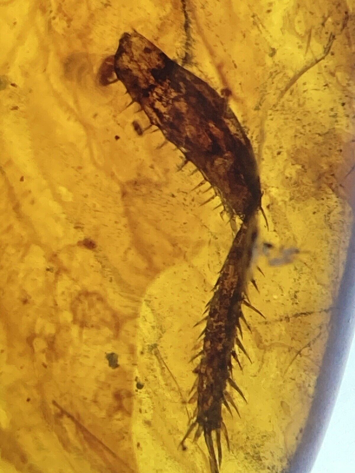 Huge 13mm Cockroach Leg, Clear Roach Fossil In Genuine Burmite Amber, 98MYO