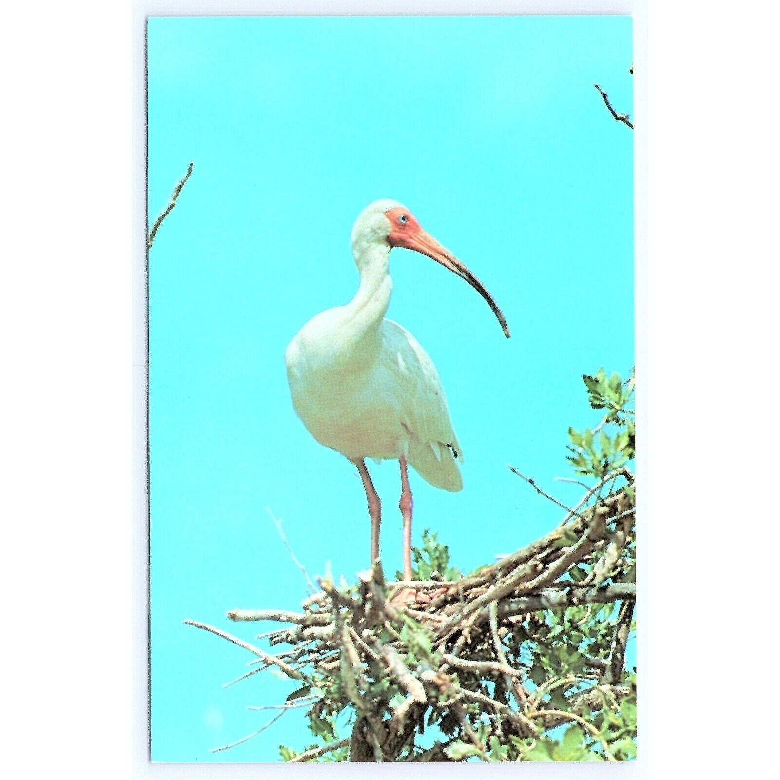 White Ibis Bird Postcard photo Allan Cruickshank National Audubon Society 00647