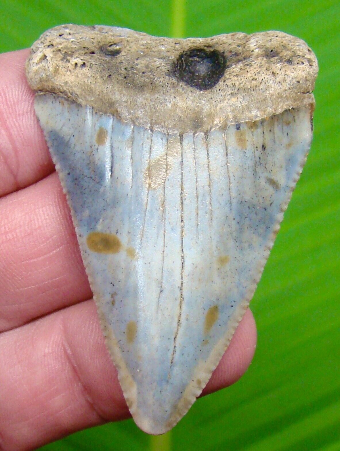 GREAT WHITE Shark Tooth - XL 2 & 1/2   - NATURAL w/ NO REPAIRS OR RESTORATION