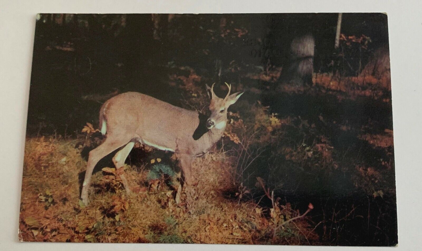Greetings North Shore Lodge Souvenir Postcard Unposted Warm Lake Idaho Deer