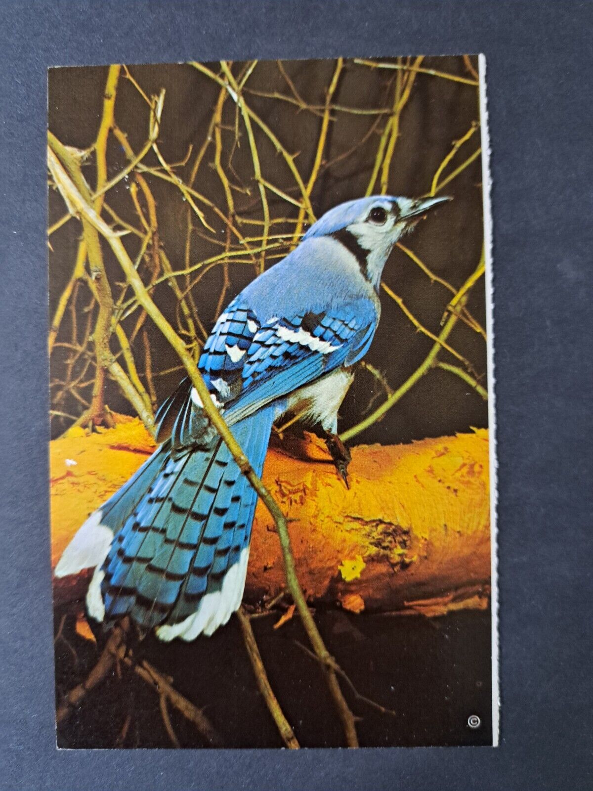 Postcard Blue Jay