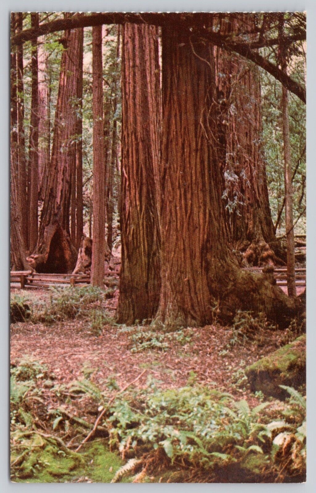 Mill Valley California, Muir Woods Bohemian Grove Redwoods, Vintage Postcard