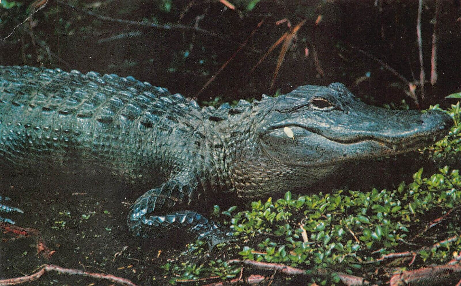 Everglades FL Florida Alligator Gators Airboat Tours Reptile Postcard T6