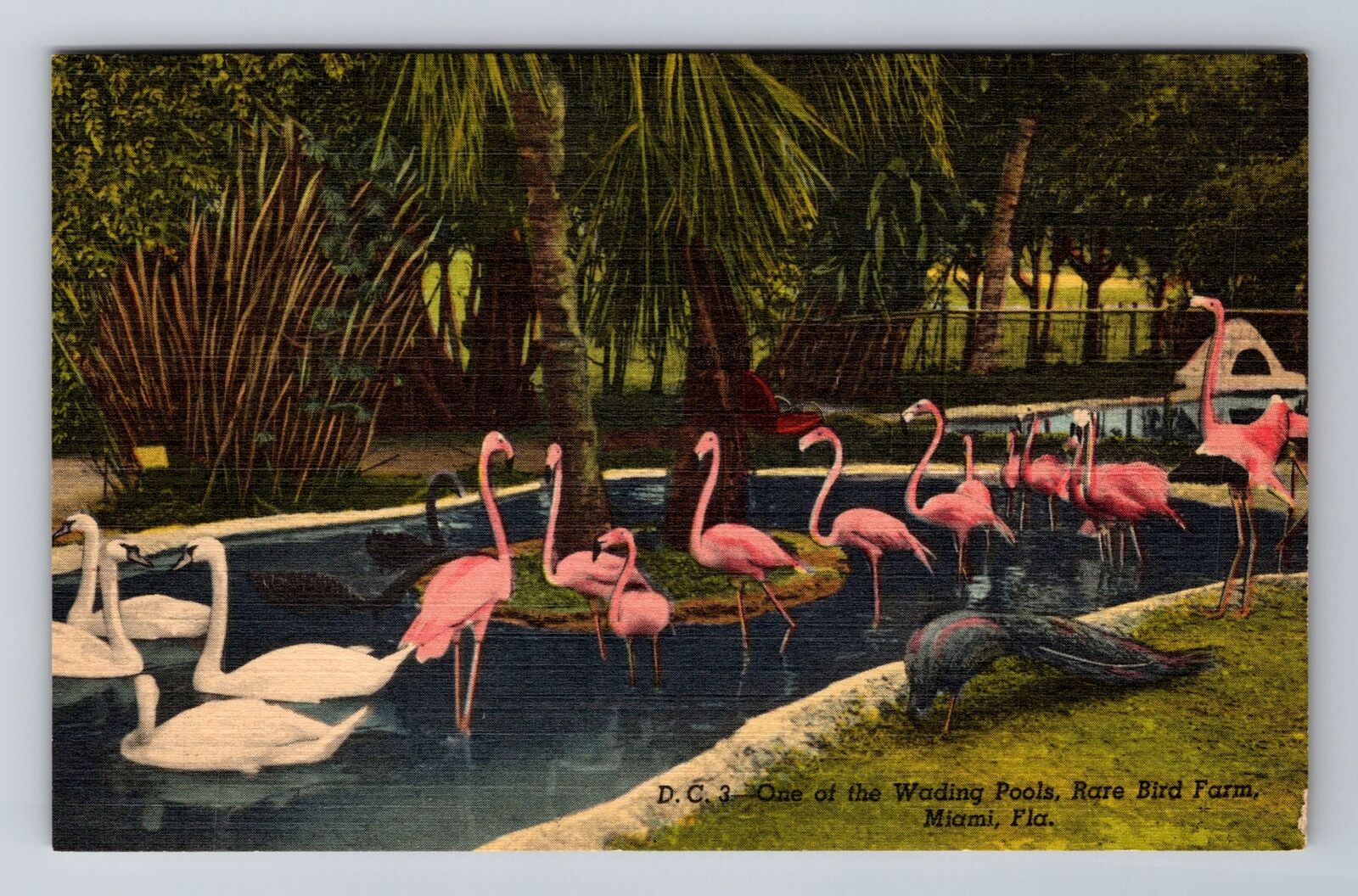 Miami FL-Florida, Rare Bird Farm, Flamingos, Swans, Peacocks, Vintage Postcard