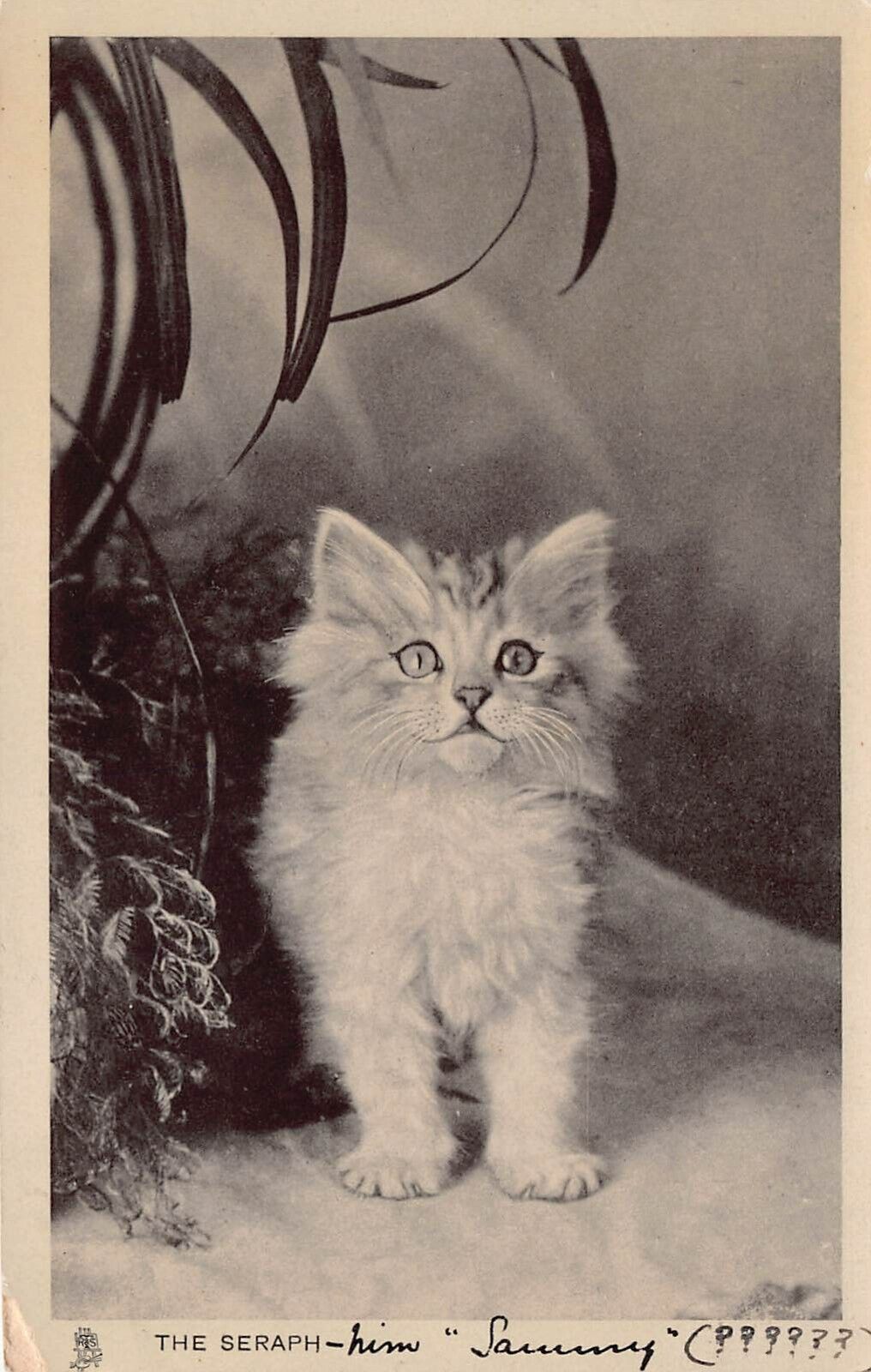 Kitten Cat Studies Long Haired Tucks Antique c1909 Sammy Persian Vtg Postcard S6