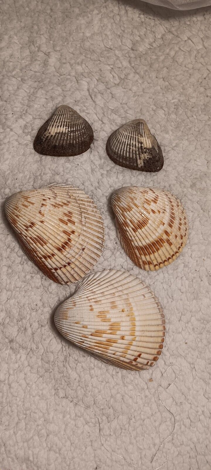 Lot Of 5 Shells Cockles