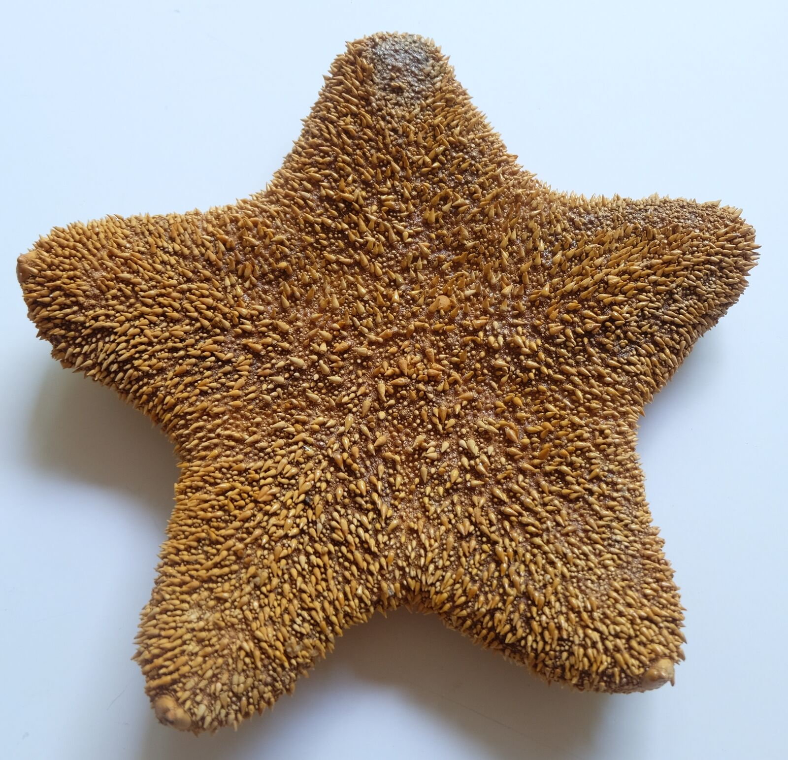 Stars Sea Star Asterodiscides japonicus Oddities