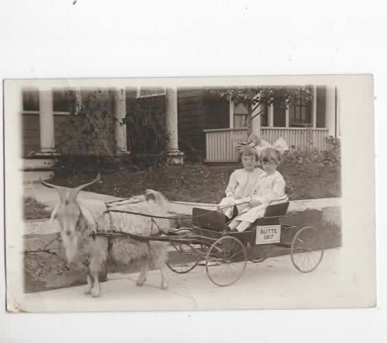 Butte Montana 1917  two cute girls in cart pulled by goat  postcard