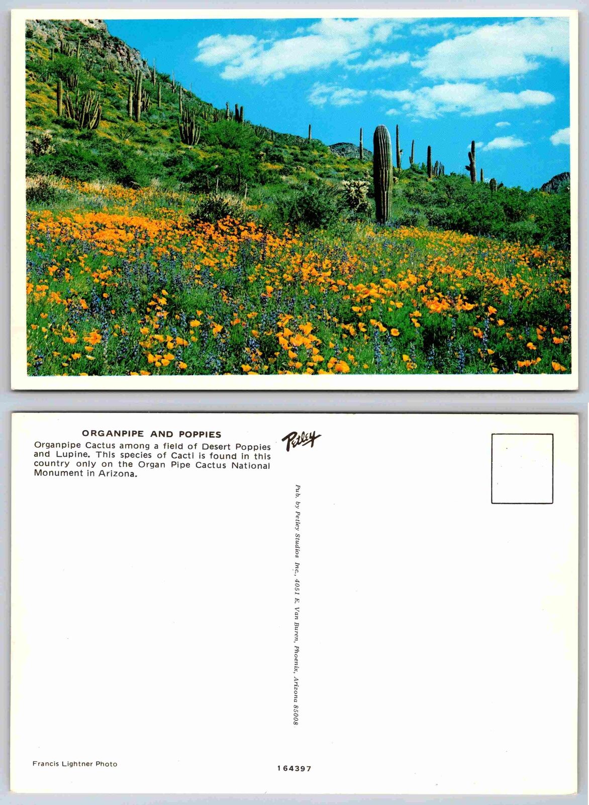 Vintage Postcard - Poppies, Organ Pipe Cactus National Monument , Arizona