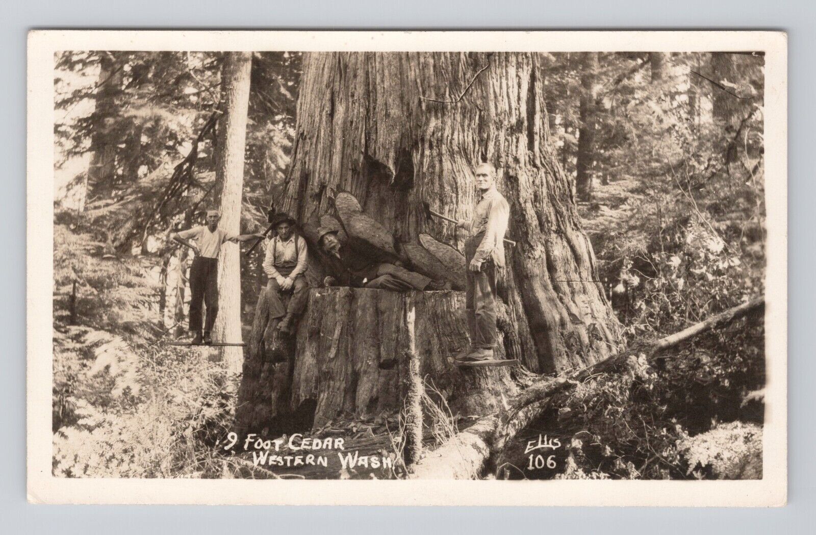Postcard RPPC 9 Foot Cedar Western Washington Ellis 106 Logging Crew Pose
