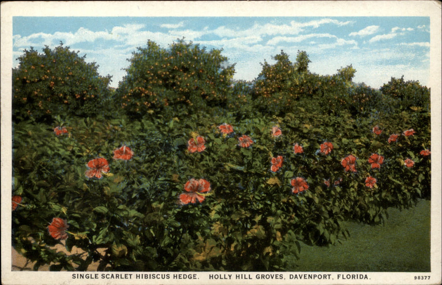 Davenport Florida Holly Hill Groves Scarlet Hibiscus 1920s vintage postcard