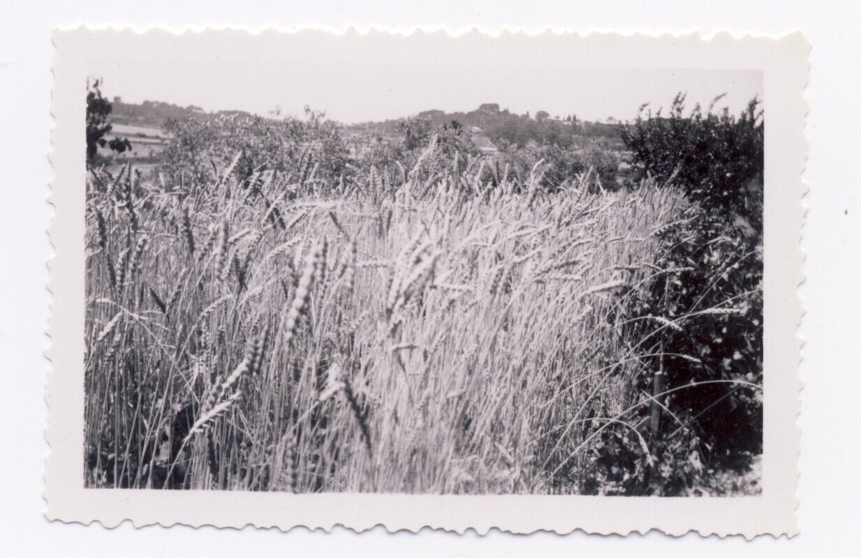 Vintage artistic small photo - wheat field and grass