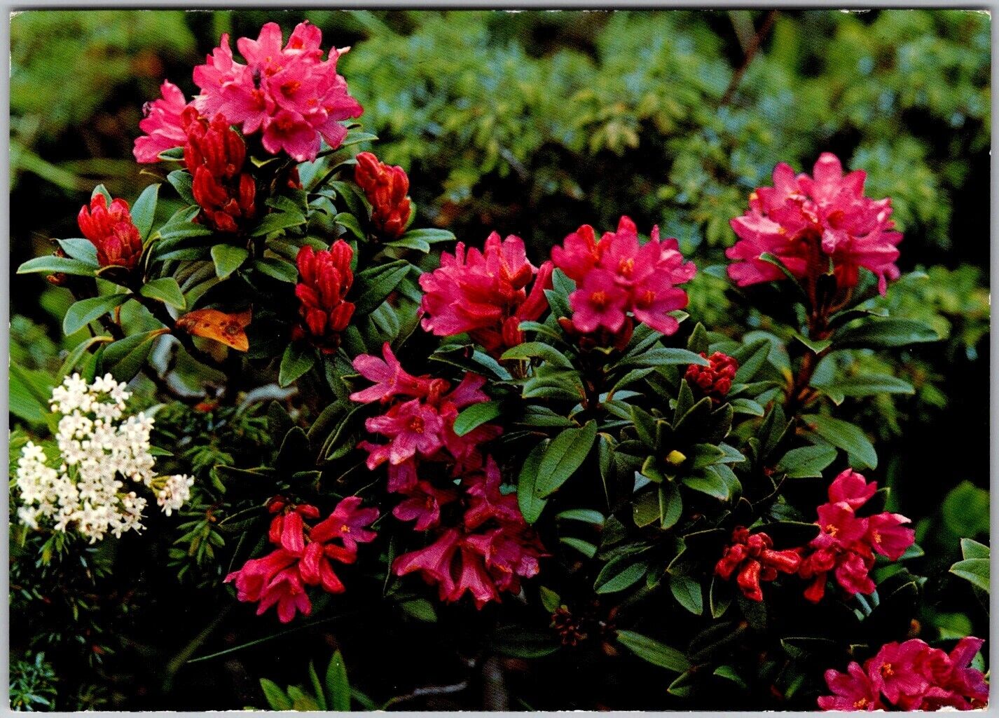 Postcard: Rusty-leaved Alpine Rose - Rhododendron ferrugineum A33