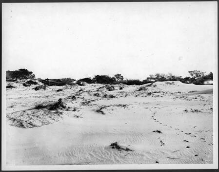 Drifting sands at Point Pinos Monterey County 1890 California Old Photo