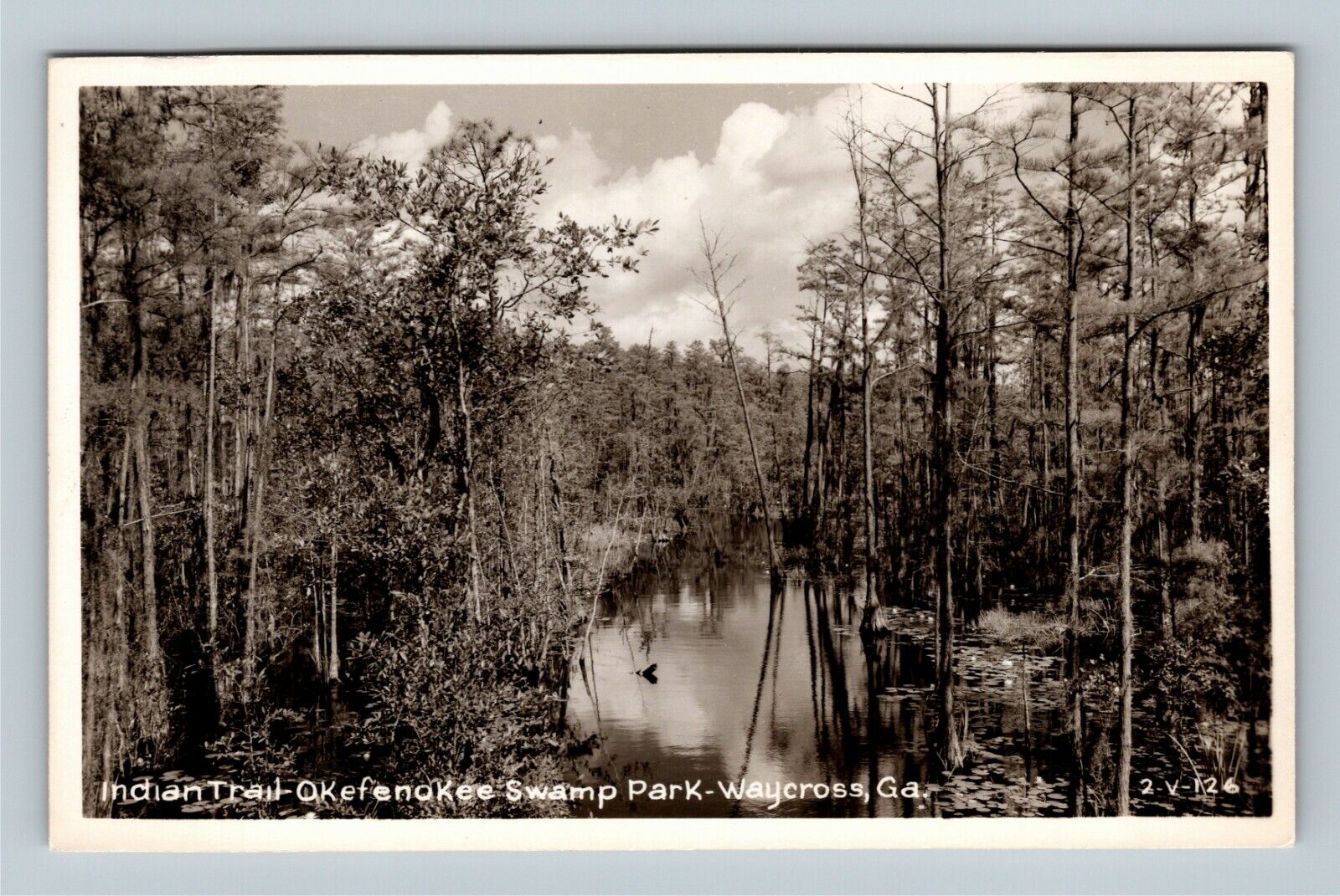 RPPC Waycross GA Okefenokee Swamp Park Trail Real Photo Georgia Vintage Postcard