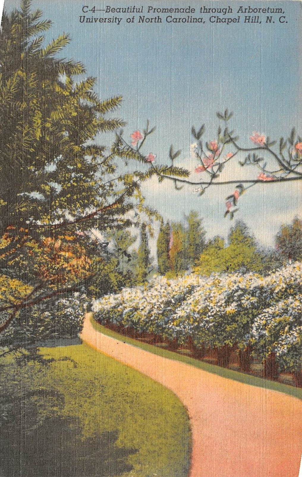Chapel Hill Arboretum University Of North Carolina NC Linen Postcard