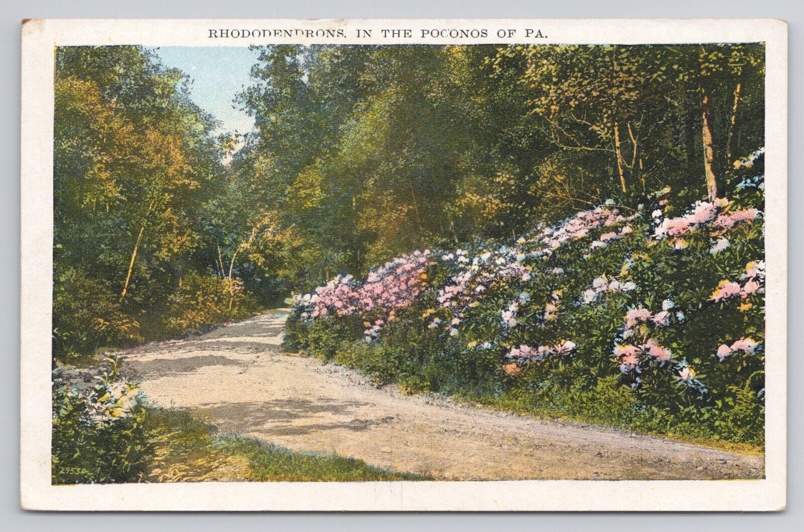 Postcard Rhododendrons In The Poconos Of Pennsylvania c1920