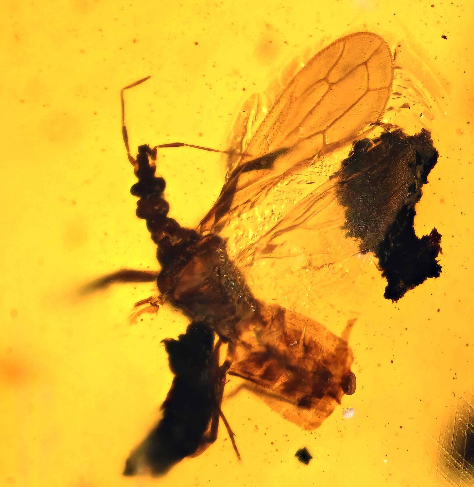 Detailed Enicocephalidae (Gnat Bug), Fossil inclusion in Burmese Amber